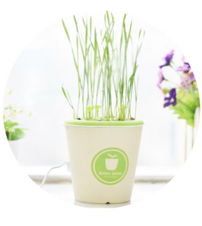 Ceramics anion potted plant aroma diffuser